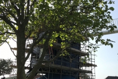 the-indian-bean-tree-rotated