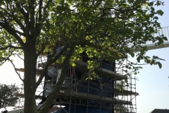 the-indian-bean-tree